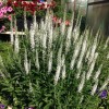 Veronica spicata 'Snow Candles' - Kassisaba 'Snow Candles'